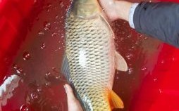 男子梦见捕获大量鱼是否吉利