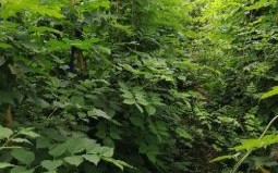 时人未辨凌霄树打一生肖答案