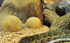 水陆双栖前世是什么生肖？水陆两栖前世是什么动物