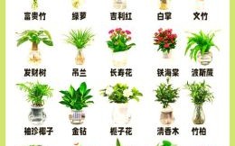 海培名字的意思，海培名字的寓意解析