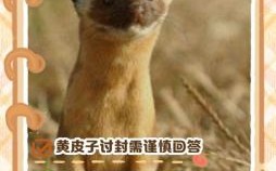 遇到他人讨封回答方法