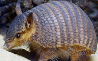 富可敌国是什么动物