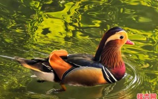 鸳鸯戏水代表什么生肖 鸳鸯戏水代表什么动物