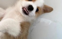 牙齿整齐的动物是什么生肖？十二生肖谁的牙齿最整齐