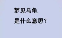 梦到乌龟代表什么