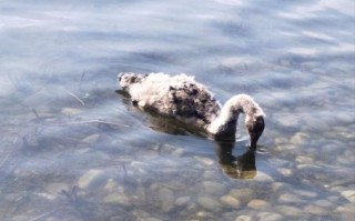 信口开河猜一动物