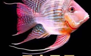 招财鱼能否吃蟑螂以及招财鱼能否与龙鱼混养