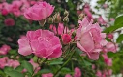 满架蔷薇半夜风