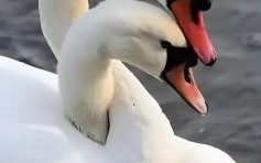 夺人之爱猜一动物