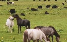 绿草如茵指什么生肖