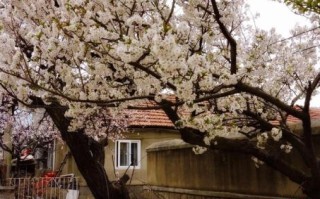 山里人家打一生肖