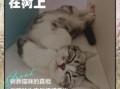 女人梦见猫死亡又复活有何寓意