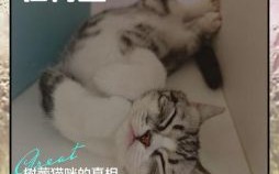 女人梦见猫死亡又复活有何寓意