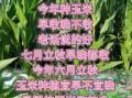 2025年4月种玉米吉日查询 四月适宜种植农作物推荐
