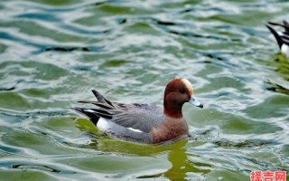 脸红颈赤是何动物