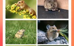 动口不动手是什么生肖？似醉未醉的三大生肖