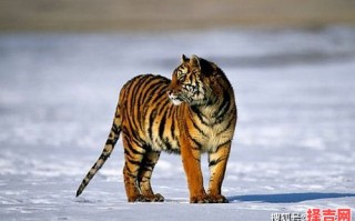 女人挖到野人参是什么生肖？野外求生打一准确生肖