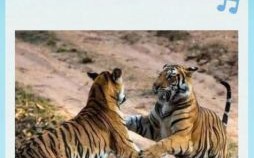 水火无情打一生肖