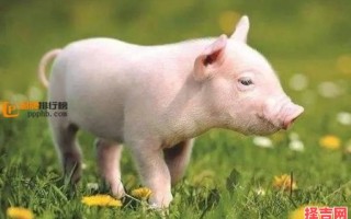 三大生肖易患大病