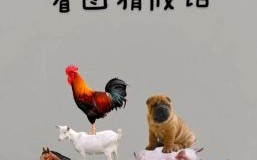 走兽飞禽打一生肖