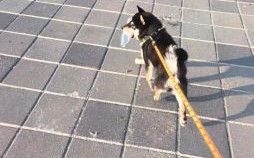 才高八斗指什么生肖 才高八斗指什么动物