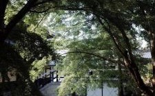 草地为家的是什么生肖？草地上的生肖是哪几生肖