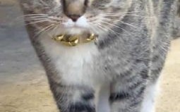 玩物丧志指的是什么动物