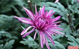 春兰秋菊是什么生肖？春兰秋菊准确答案生肖