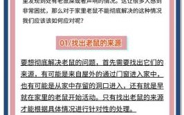 女人梦见老鼠入体周公解梦，梦见大量老鼠