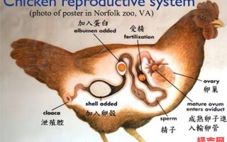 鸡卵孵出现是什么生肖？母鸡下蛋是指哪个生肖