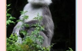 尾巴长长的动物是什么生肖？尾巴长打一最佳动物