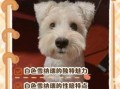 白色狗狗招财名字大全，旺财吉祥好听的宠物狗名推荐