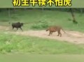 牛犊不怕虎是哪个生肖 初生牛儿不畏虎打一生肖