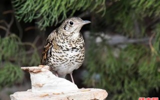 锦绣河山指什么动物