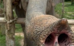 象鼻是什么生肖？象代表什么动物