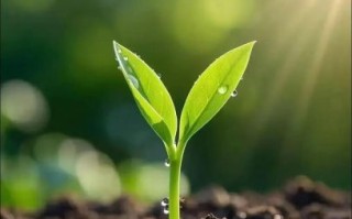 小草发芽有五来是什么生肖？坪中小草发新苗是什么生肖