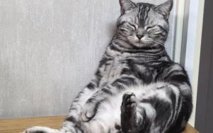 坐卧不宁打一动物