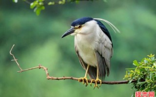 绵里藏针指什么动物 绵里藏针心狠毒打一具体动物