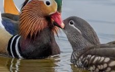 野鸳鸯打一动物