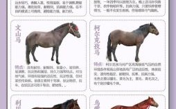 黑马本色一是什么生肖？不同类的动物在一起叫什么