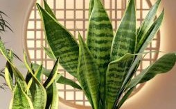 虎皮兰能招财吗虎皮兰能放财位吗