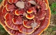 千年灵芝是什么生肖？灵芝代表哪个生肖