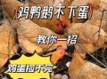 妈妈小心煎鸡蛋是什么生肖？母鸡下蛋猜生肖