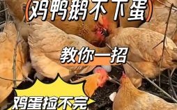 妈妈小心煎鸡蛋是什么生肖？母鸡下蛋猜生肖