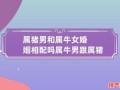 1995年属猪与1997年属牛婚配合适吗 1985年属牛最佳婚配