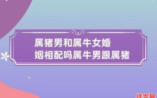 1995年属猪与1997年属牛婚配合适吗 1985年属牛最佳婚配