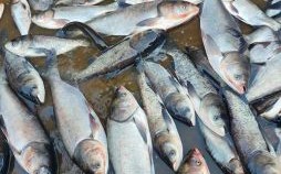 取得水库有钱收是什么生肖？水库有钱收打一最佳动物