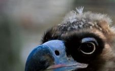 俯不愧地打一生肖 俯不愧地代表什么动物