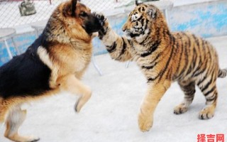 王朝马汉站两旁是什么生肖？王朝马汉是什么动物