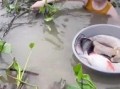 已婚女性梦见水中鱼游，浅滩徒手捉鱼